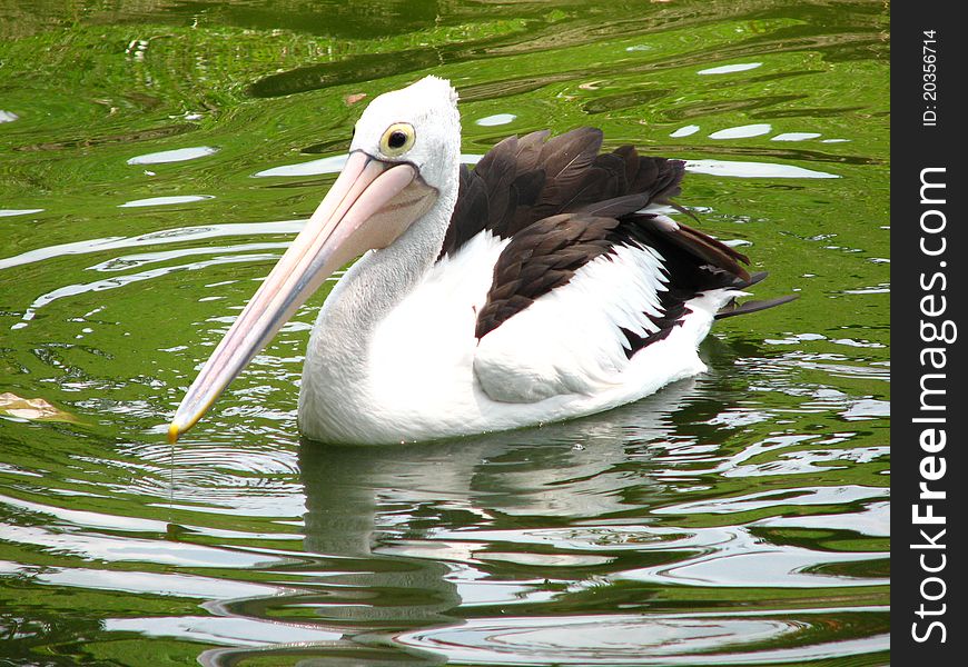 A Pelican bird at Taman Mini Indonesia Indah Bird Park Jakarta, Indonesia