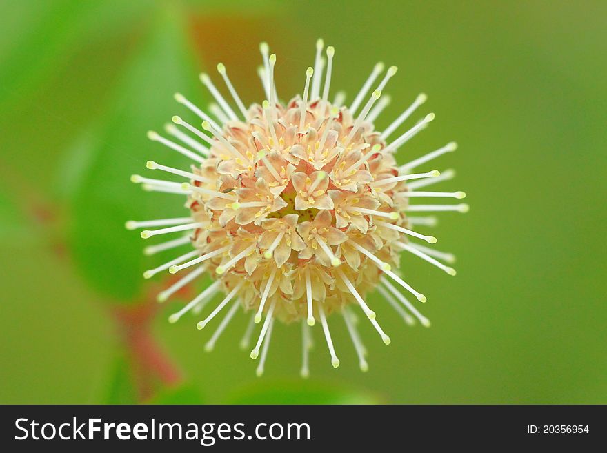 Flowers(Adina rubella)