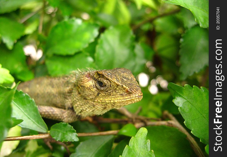Chameleons (family Chamaeleonidae) are a distinctive and highly specialized clade of lizards
