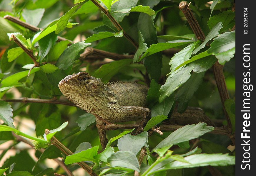 Chameleons (family Chamaeleonidae) are a distinctive and highly specialized clade of lizards