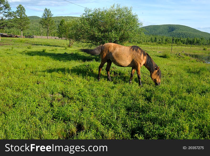 Horse in Mongolia