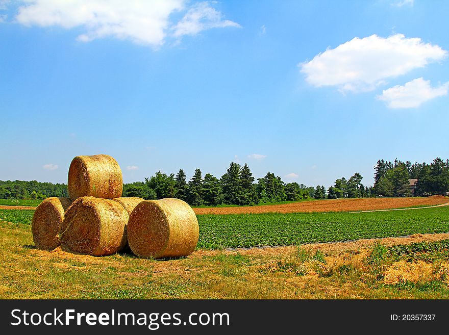 The yellow straw rolls on the green crop field background under the blue sky