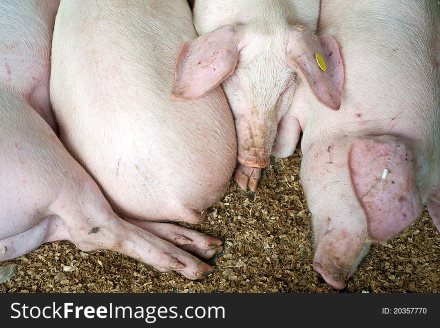 Pink pigs asleep in a pen