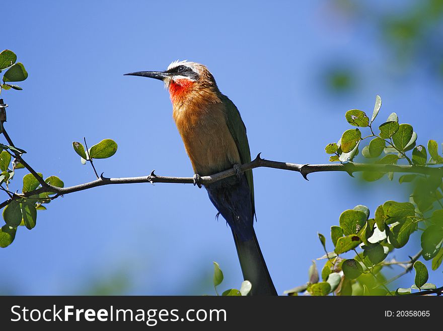 White-Fronted Bee-Eater