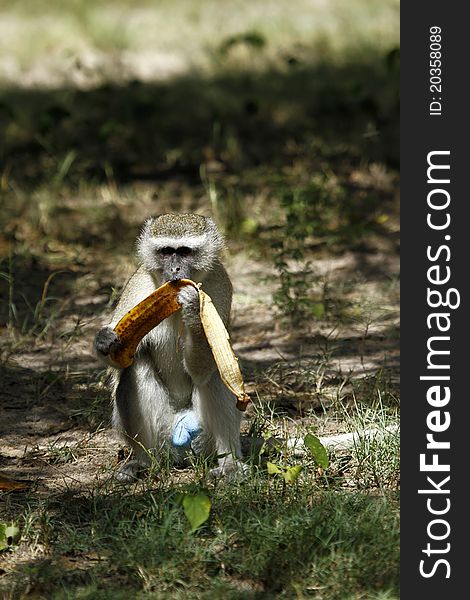 Vervet Monkey, native to Africa