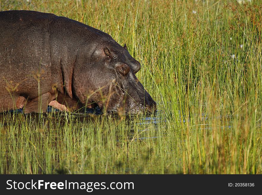 Hippopotamus enjoying the Okovango Delta. Hippopotamus enjoying the Okovango Delta