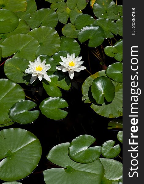 In China, the two together to open water lily flowers symbolize love, and a better marriage