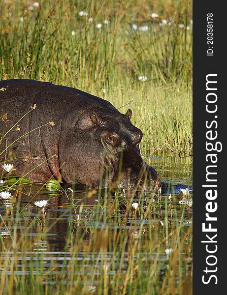 Hippopotamus in the Okovango Delta, Botswana. Hippopotamus in the Okovango Delta, Botswana.