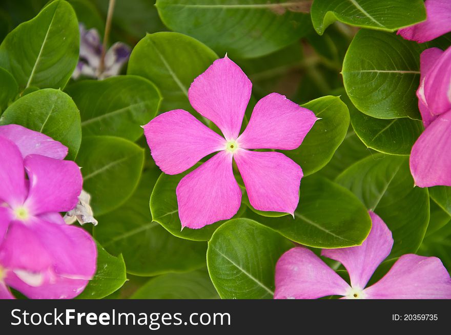 A beautiful purple flower with green leaves. A beautiful purple flower with green leaves