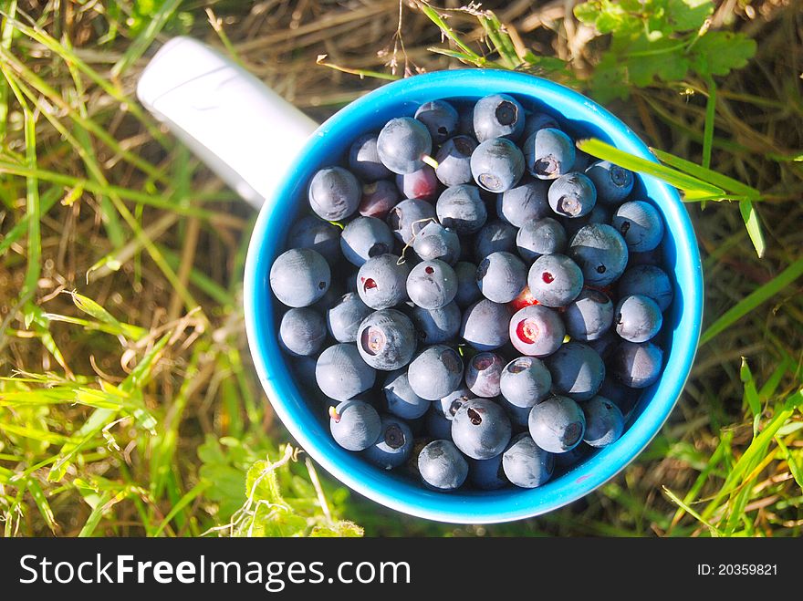 Forest blueberries in the white cup on a green grass. Shallow dof. Forest blueberries in the white cup on a green grass. Shallow dof