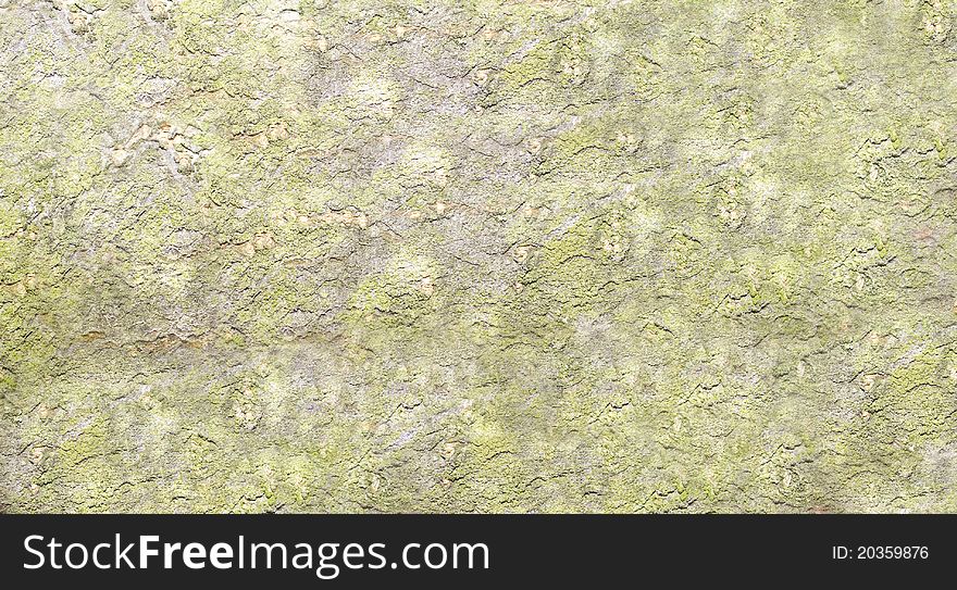 Abstract bark background