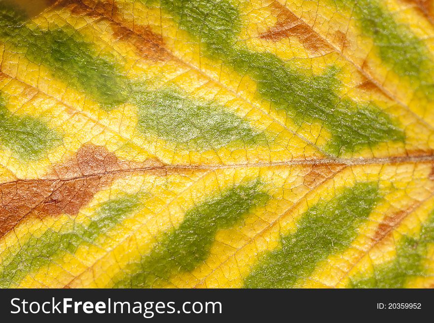Multicolored abstract leaf background. Macro