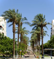 Palm Alley In A New District Of Eilat City, Israel Royalty Free Stock Image Palm Alley In A New District Of Eilat City, Israel Royalty Free Stock Image