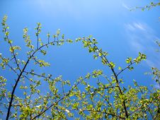 Trees And Blue Sky Stock Photos Trees And Blue Sky Stock Photos