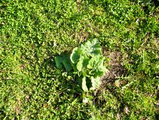 Green Grass And Burdock Royalty Free Stock Images Green Grass And Burdock Royalty Free Stock Images