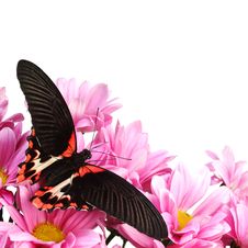 Papilio Rumanzovia Royalty Free Stock Photos