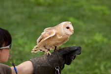 Barn Owl Royalty Free Stock Image Barn Owl Royalty Free Stock Image