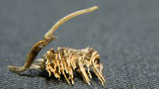 Carnivorous Caterpillar (Eupithecia Taurophragma) Stock Photography Carnivorous Caterpillar (Eupithecia Taurophragma) Stock Photography