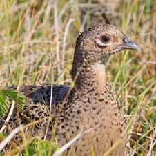 Pheasant Female Bird Stock Photo Pheasant Female Bird Stock Photo