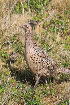 Pheasant Female Bird With Juvenile Stock Photography