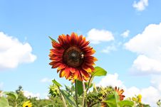 Sunflower With Bumblebee Royalty Free Stock Photography Sunflower With Bumblebee Royalty Free Stock Photography