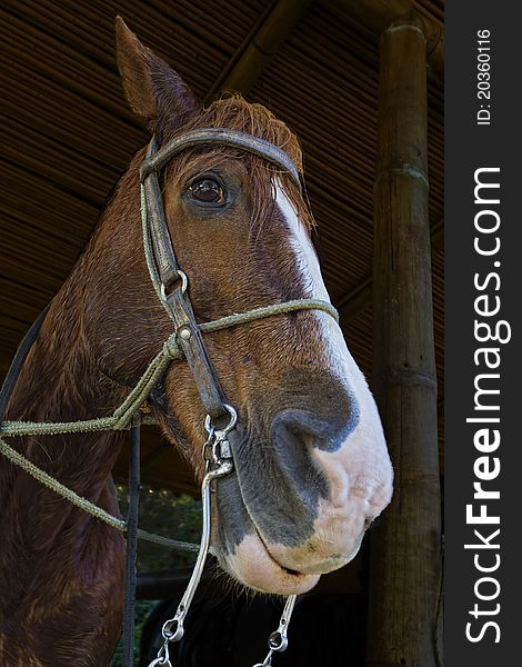 Close-up Portrait of a Brown Horse in a Stable. Close-up Portrait of a Brown Horse in a Stable