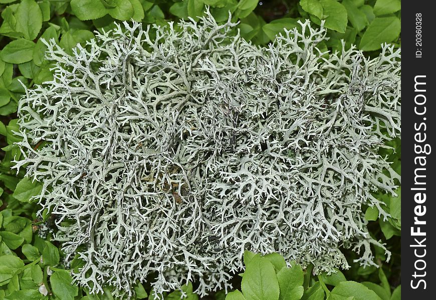 Grey lichen plant on the ground