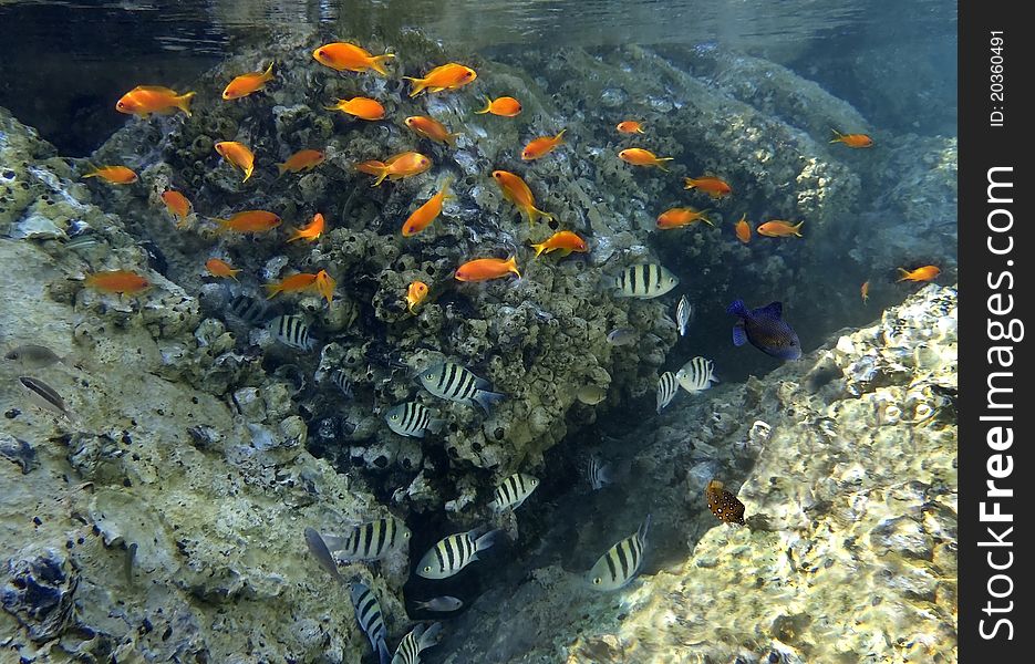 Fishes of coral reef, Eilat, Israel