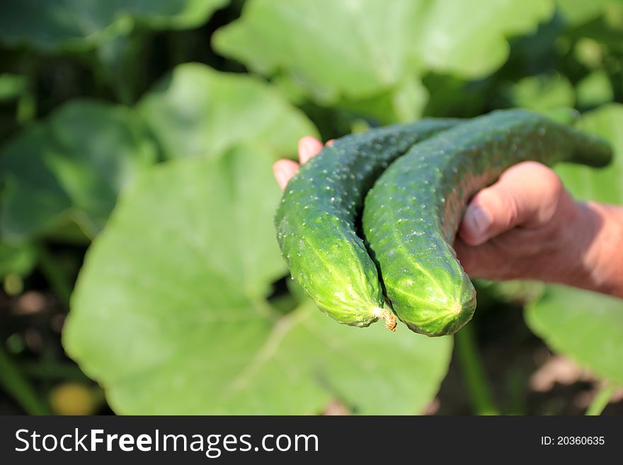 Big cucumber in a hand of farmer