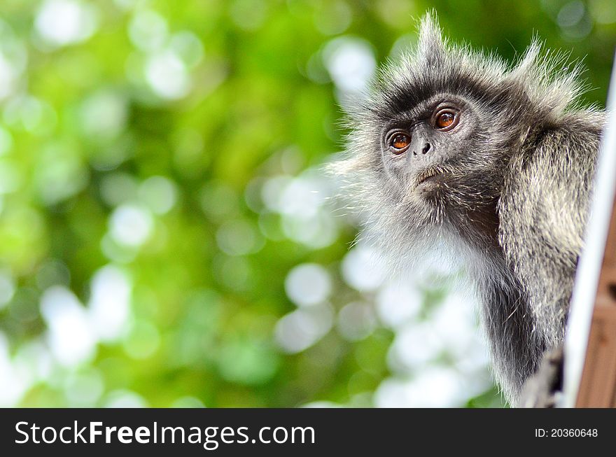 A silver leaf monkey in Bukit Melawati Malaysia