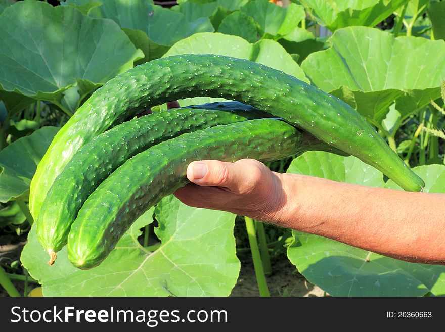 Big mature cucumber in a hand of farmer. Big mature cucumber in a hand of farmer