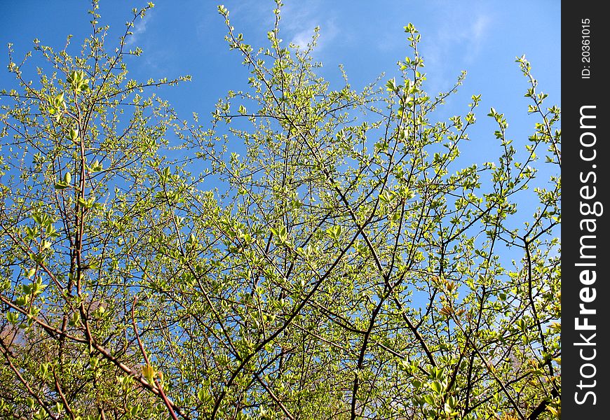 There are branch of spring tree and blue sky. There are branch of spring tree and blue sky