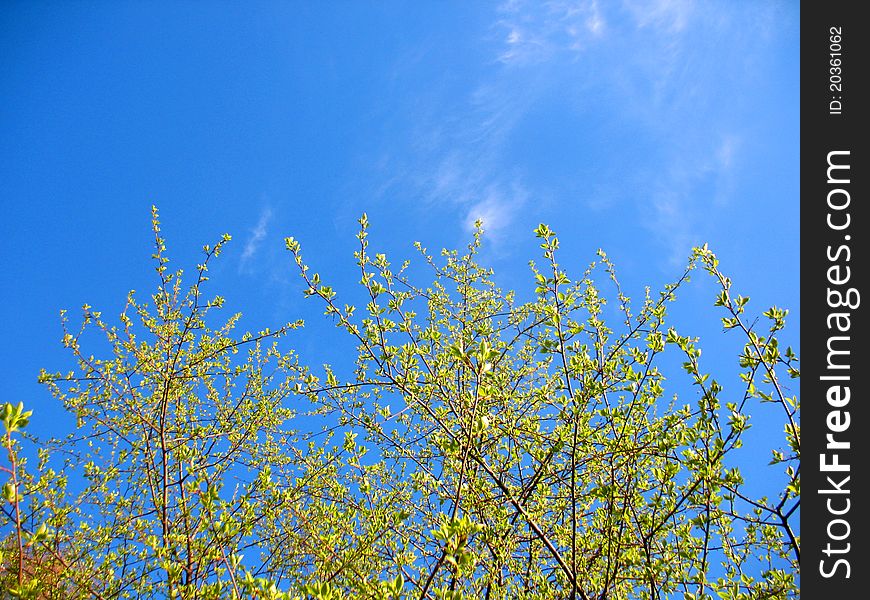 Branch of tree and blue sky