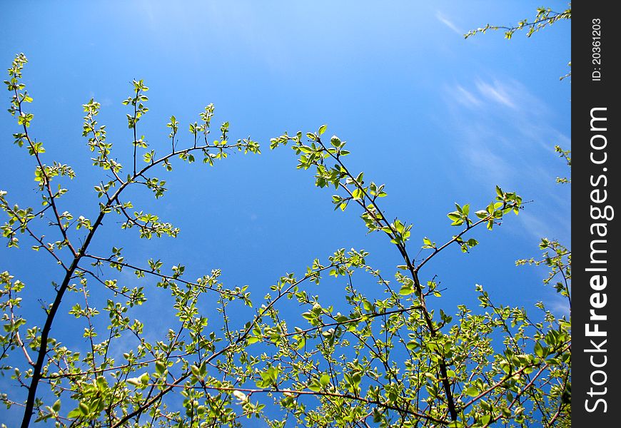 There are blue sky and spring branches of trees. There are blue sky and spring branches of trees