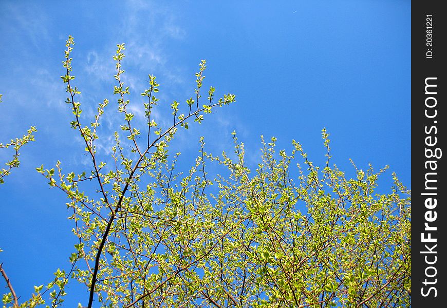 There are blue sky and spring branches of trees. There are blue sky and spring branches of trees