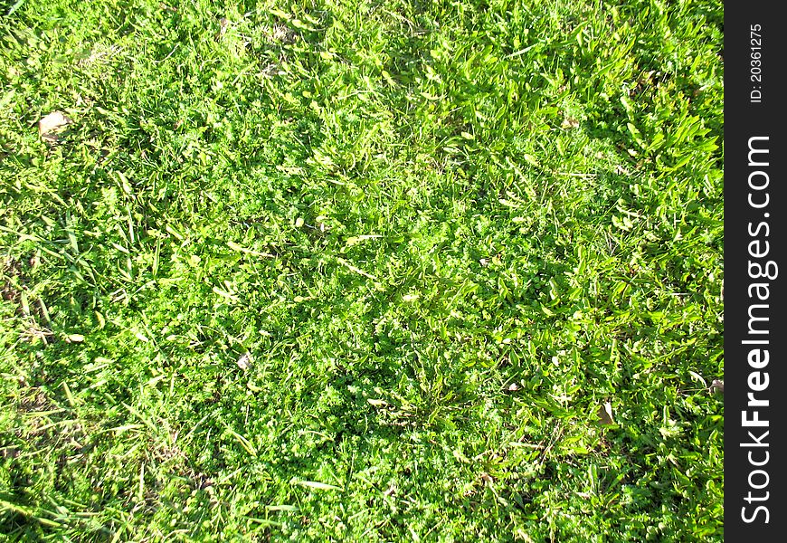 This is field of summer green grass