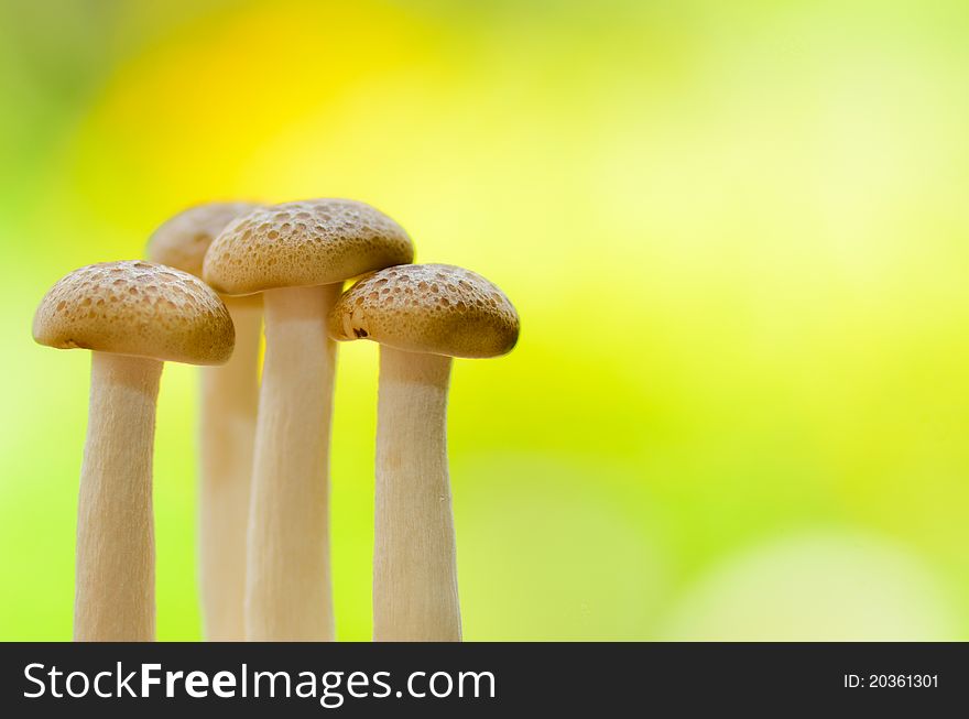 Mushrooms with yellow green background
