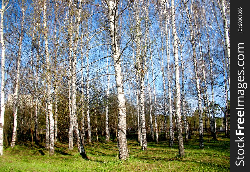 There are birch trees in spring forest and green grass