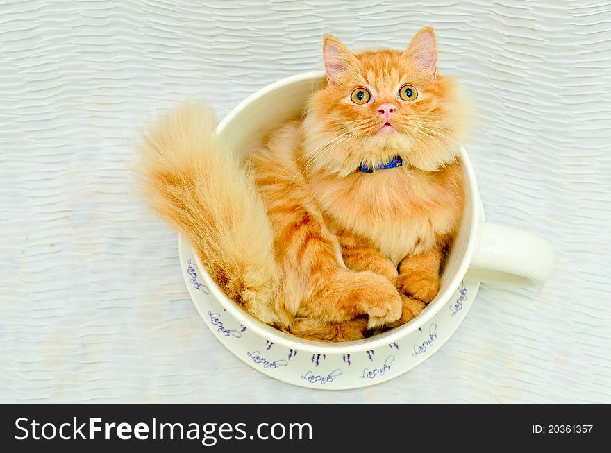 Cute kittens in tea cup. Cute kittens in tea cup