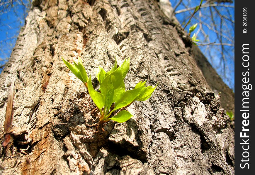 This is spring young sprout of poplar tree. This is spring young sprout of poplar tree