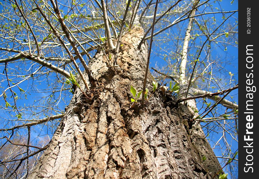 This is spring young sprout of poplar tree. This is spring young sprout of poplar tree