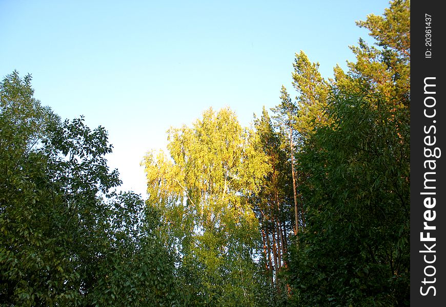 Forest And Sky