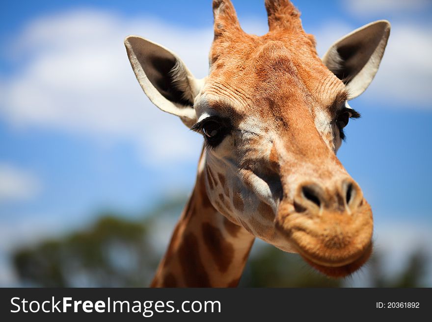 Portrait of a curious giraffe