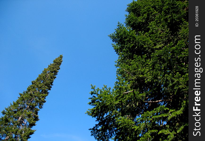 There are blue sky and green pine. There are blue sky and green pine
