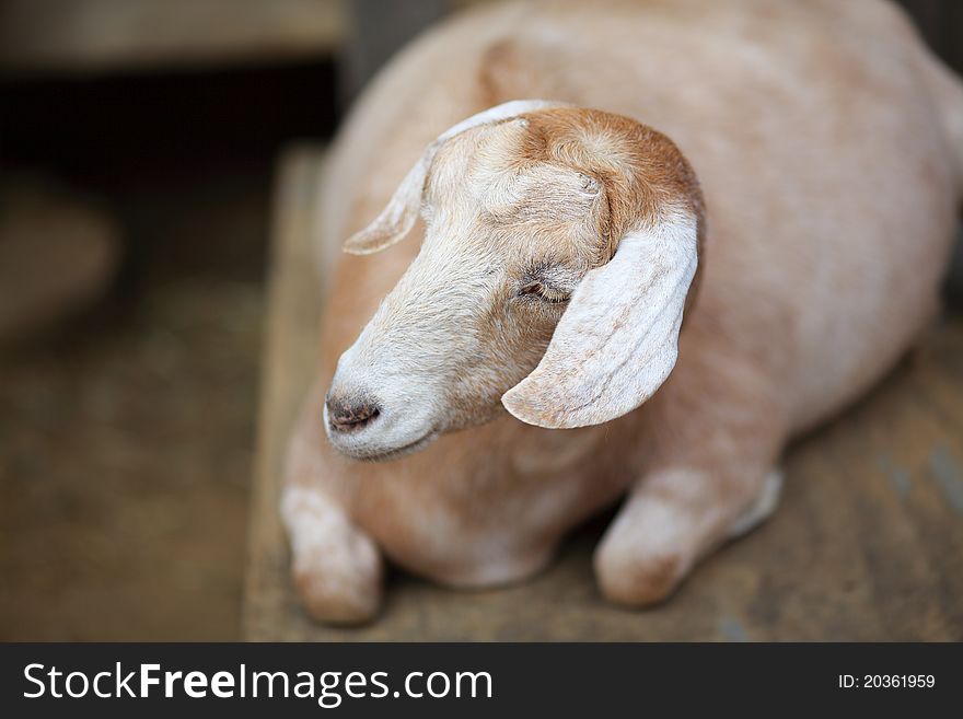 A cool little lamb having an afternoon nap