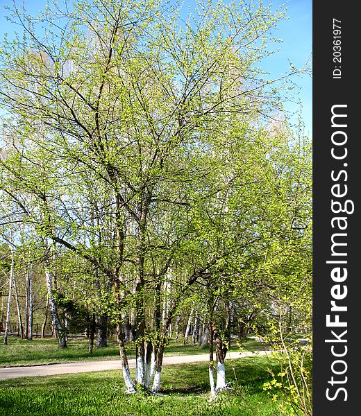 There are blue sky, birch and green grass. There are blue sky, birch and green grass