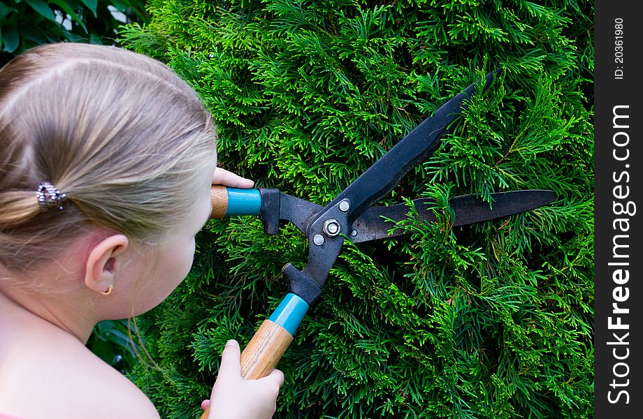 Hands are cut bush clippers. Hands are cut bush clippers