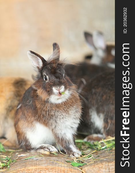 Llittle hare sitting at wooden board and eating green leaf. Llittle hare sitting at wooden board and eating green leaf