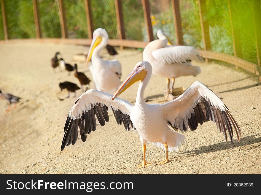 Rosy Pelicans walking on the beach