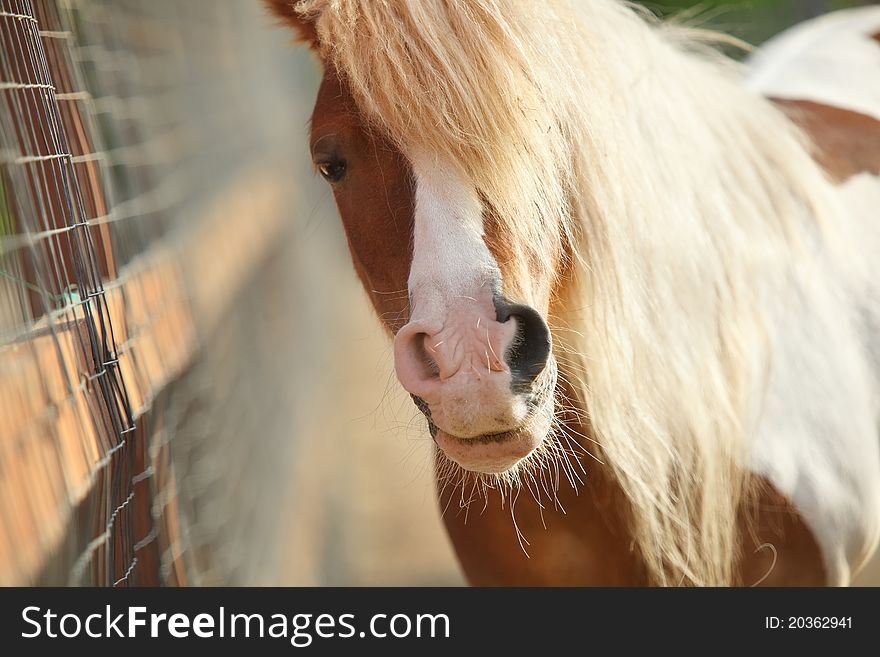 Brown pony face in sunny spring meadow